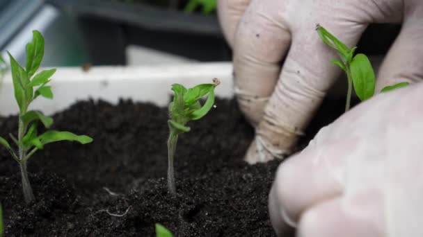 Teelt en selectie van zaailingen in de kassenbouwer. Tomaten zaailing in de tuinders palmen. Een groene zaailing wordt in de grond geplant in een kas met handschoenen. Close-up. — Stockvideo