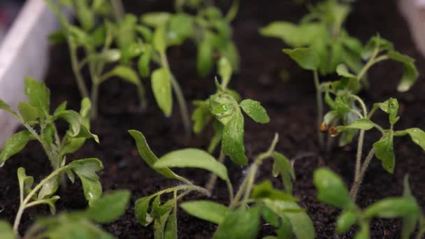 Salpicos de água voam para os brotos verdes. Movimento lento. mudas na estufa regando o jardineiro. conceito de agricultura. plântulas em crescimento na estufa. close-up — Vídeo de Stock