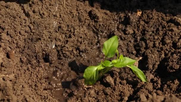 Boeren hand drenken een jonge groene Sprout. tuinman groeit zoete peper uit een Sapling en drinkt water. Instandhouding van natuurlijke hulpbronnen. gietwater uit de hand groene zaailing. Close-up — Stockvideo