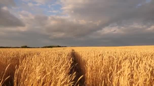 Cosecha de cereales maduros contra el cielo. espigas de trigo sacude el viento. enorme suelo de trigo amarillo en la naturaleza idílica en los rayos dorados de la puesta del sol. Hermoso cielo tormentoso con nubes en el campo sobre el campo de trigo . — Vídeos de Stock