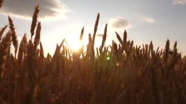 alanında olgun buğday kulakları. Buğday tarlası üzerinde kırsal bulutlar ile güzel gökyüzü. gökyüzüne karşı olgun tahıl hasat. gün batımının altın ışınları pastoral doğada büyük sarı buğday zemin.