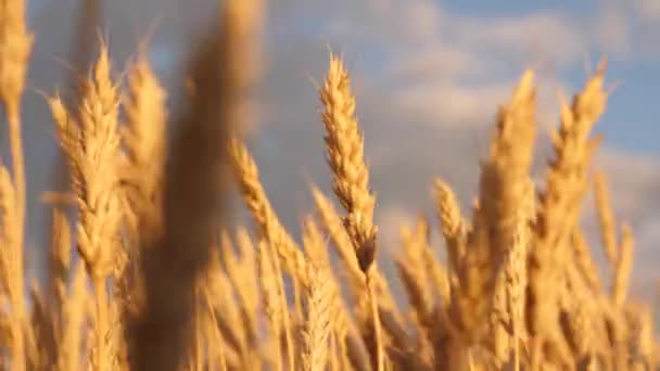 Sarı sivri rüzgar üzerinde Sway. Gökyüzüne karşı olgun tahıl hasat. Buğday alanı üzerinde kırsal bulutlar ile güzel gökyüzü. günbatımı altın ışınları pastoral doğası buğday büyük sarı alan. — Stok video