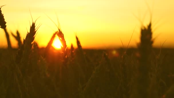 成熟的麦田在金色的日出光线。美丽的耳朵与成熟的谷物在风中摇摆。特写。成熟的谷物收获。农业概念. — 图库视频影像