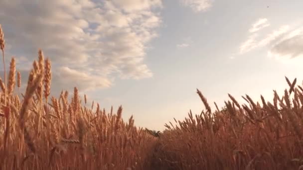 Hermoso cielo con nubes en el campo sobre el campo de trigo. cosecha de cereales maduros contra el cielo. espigas de trigo sacude el viento. Un enorme suelo de trigo amarillo en naturaleza idílica en los rayos dorados de la puesta del sol . — Vídeos de Stock