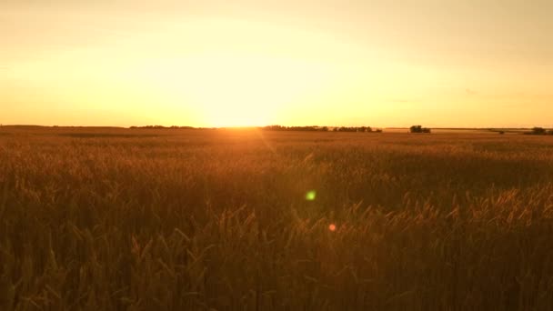 Wunderschöner Sonnenuntergang mit der Landschaft über einem Weizenfeld. reife Weizenähren auf dem Feld. Sonne erhellt die Weizenkulturen. riesiger gelber Weizenboden in idyllischer Natur in goldenen Sonnenstrahlen. — Stockvideo