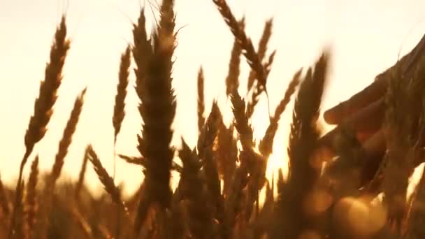 Agriculteurs main touche l'oreille du blé au coucher du soleil. L'agriculteur inspecte un champ de blé mûr. agriculteur sur un champ de blé au coucher du soleil. concept d'agriculture. entreprise agricole . — Video