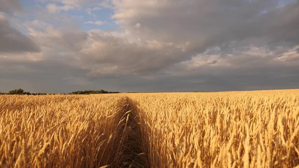 Cosecha de cereales maduros contra el cielo. espigas de trigo sacude el viento. enorme suelo de trigo amarillo en la naturaleza idílica en los rayos dorados de la puesta del sol. Hermoso cielo tormentoso con nubes en el campo sobre el campo de trigo . — Foto de Stock