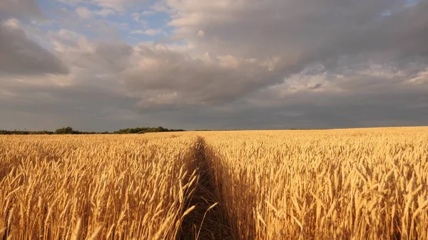 Mature cereal harvest against sky. ears of wheat shakes wind. huge yellow wheat floor in idyllic nature in golden rays of sunset. Beautiful stormy sky with clouds in countryside over field of wheat. — Stock Photo, Image