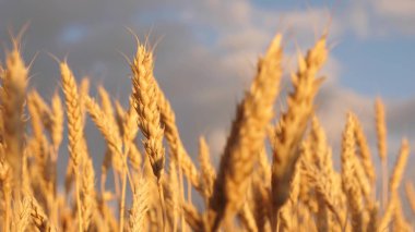 sarı sivri rüzgar üzerinde Sway. Gökyüzüne karşı olgun tahıl hasat. Buğday alanı üzerinde kırsal bulutlar ile güzel gökyüzü. günbatımı altın ışınları pastoral doğası buğday büyük sarı alan.