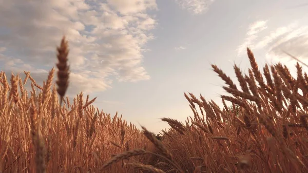 Hermoso cielo con nubes en el campo sobre el campo de trigo. cosecha de cereales maduros contra el cielo. espigas de trigo sacude el viento. Un enorme suelo de trigo amarillo en naturaleza idílica en los rayos dorados de la puesta del sol . — Foto de Stock