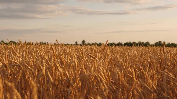 Hermosas espigas con grano maduro se balancean en el viento. cosecha de cereales maduros contra el cielo. Hermoso cielo con nubes en el campo sobre un campo de trigo. Un enorme campo amarillo de trigo en los rayos dorados de la puesta del sol . — Foto de Stock