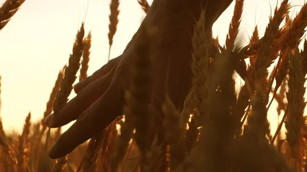 日落时分,农民用手触摸小麦的耳朵。农艺家检查一片成熟的小麦。在日落的麦田里的农民。农业概念。农业业务. — 图库照片