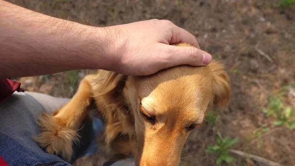 Criador está acariciando a su amado perro. Camina con tu mascota. Perro feliz con el dueño. Una mano de hombre acaricia a un perro con la lengua sobresaliendo. Jugando con un perro. Animales de trabajo en equipo y humanos . — Foto de Stock