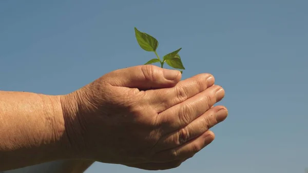 Ekologiczne kiełw. słodki papryka drzewko zbliżenie. ekologicznie czystą planetę. młodych kiełi w rękach rolnika. ogrodnicy ręce trzymać zielone sadzenie w dłoniach przed niebo — Zdjęcie stockowe