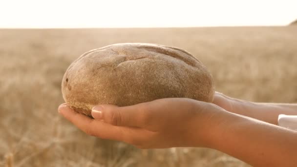 Sabroso pan en las palmas de las manos. pan en las manos de las niñas sobre el campo de trigo. pan de centeno fresco sobre espigas maduras con grano. concepto de agricultura. Productos de panadería — Vídeos de Stock