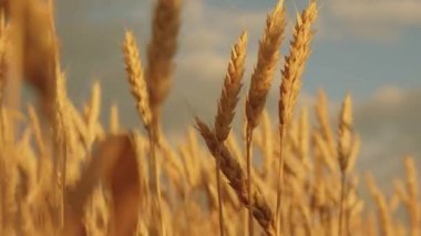 sarı sivri rüzgar üzerinde Sway. Gökyüzüne karşı olgun tahıl hasat. Buğday alanı üzerinde kırsal bulutlar ile güzel gökyüzü. günbatımı altın ışınları pastoral doğası buğday büyük sarı alan.