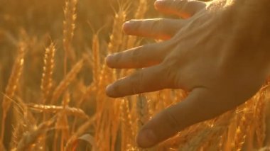 çiftçi el gün batımında buğday kulağı dokunur. Tarım uzmanı olgun buğday alanını inceler. gün batımında bir buğday tarlası üzerinde çiftçi. Tarım konsepti. Tarımsal iş.