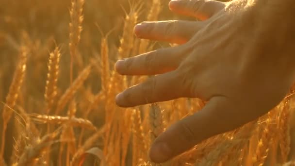 Agriculteurs main touche l'oreille du blé au coucher du soleil. L'agriculteur inspecte un champ de blé mûr. agriculteur sur un champ de blé au coucher du soleil. concept d'agriculture. entreprise agricole . — Video