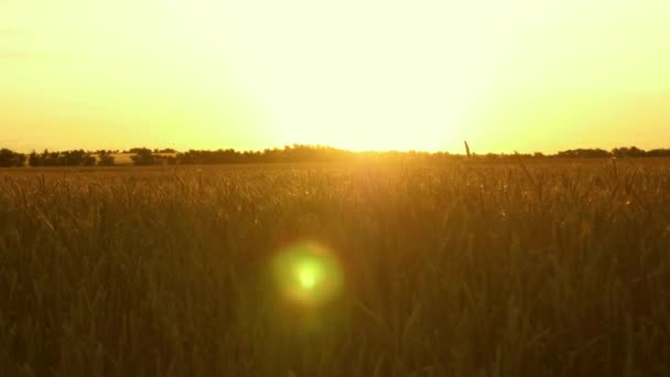 Прекрасний захід сонця з сільською місцевістю над полем пшениці. стиглі пшеничні вуха на полі. сонце освітлює пшеничні культури. величезна жовта пшенична підлога в ідилічній природі в золотих променях заходу сонця . — стокове відео
