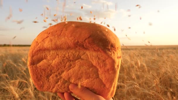 Il grano cade su un delizioso pane bianco. Al rallentatore. i grani di grano cadono su pane in mani femminili, sopra un campo di grano. pane saporito di pane su palme di ragazza. pane sopra spighe di mais. agricoltura — Video Stock