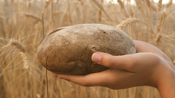 Lekker brood op de palmen. brood in de handen van meisjes over de tarwe veld. vers roggebrood over volwassen oren met graan. landbouw concept. bakkerijproducten — Stockfoto