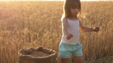 Küçük çocuk buğday tarlasında bir çuvalda tahıl oynuyor. Çiftçilik konsepti. Elinde buğday olan çocuk. Bebek buğdayı avucunun içinde tutuyor. Küçük oğlan, çiftçinin kızı, tarlada oynuyor..