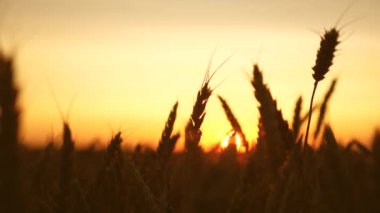 Tahıl ile buğday spikelets rüzgar sallar. mavi gökyüzüne karşı olgunlaşma buğday alanı. Yaz aylarında tahıl hasat olgunlaştırır. Tarımsal iş konsepti. çevre dostu buğday