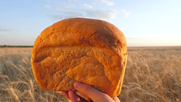 Tarwekorrels vallen op brood in vrouwelijke handen, over een veld van tarwe. Slow Motion. Tarwe valt op heerlijk wit brood. smakelijk brood van brood op palmen van meisje. brood over de oren van maïs. Landbouw — Stockvideo