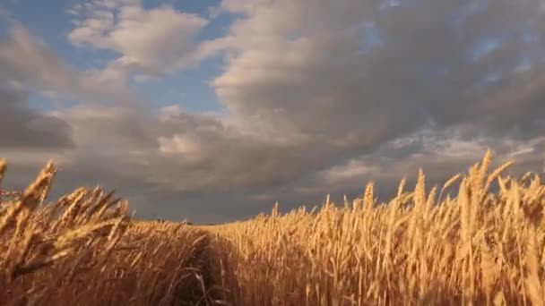 Espigas de trigo maduras en el campo. cosecha de cereales maduros contra el cielo. Hermoso cielo con nubes en el campo sobre el campo de trigo. enorme suelo de trigo amarillo en la naturaleza idílica en los rayos dorados de la puesta del sol . — Vídeos de Stock
