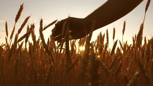 Rolnik bada pole dojrzałej pszenicy. rolników ręka dotyka ucha pszenicy o zachodzie słońca. rolnik na polu pszenicy o zachodzie słońca. koncepcji rolnictwa. działalność rolnicza. — Zdjęcie stockowe