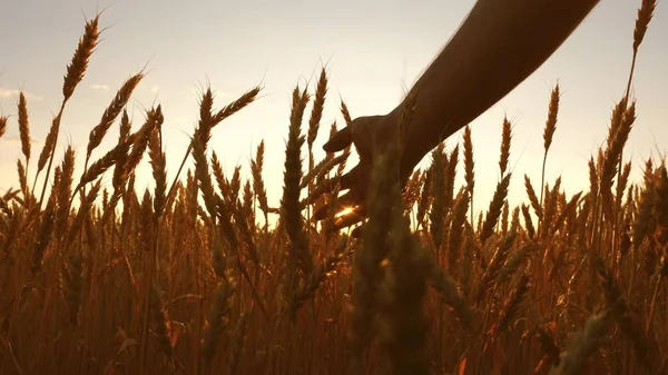 Een inspecteert een veld van rijp tarwe. boeren hand raakt het oor van tarwe bij zonsondergang. boer op een tarwe veld bij zonsondergang. landbouw concept. agrarische bedrijven. — Stockfoto