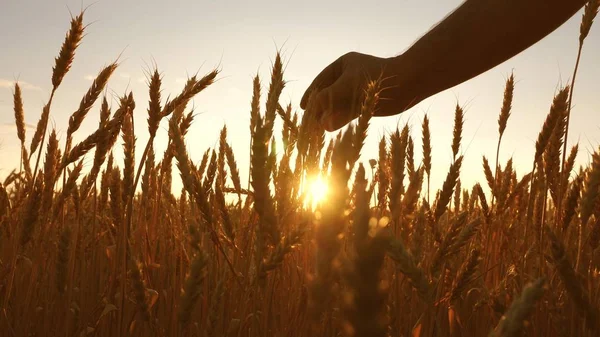 Een inspecteert een veld van rijp tarwe. boeren hand raakt het oor van tarwe bij zonsondergang. boer op een tarwe veld bij zonsondergang. landbouw concept. agrarische bedrijven. — Stockfoto