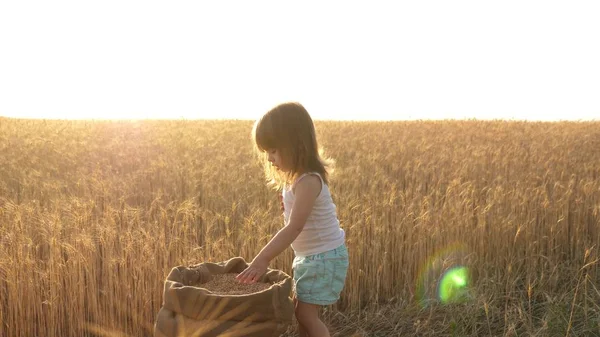 Barn med vete i handen. Baby håller korn på handflatan. en liten unge leker säd i en säck i ett vetefält. jordbruks koncept. Den lille sonen, bondedottern, spelar på fältet. — Stockfoto