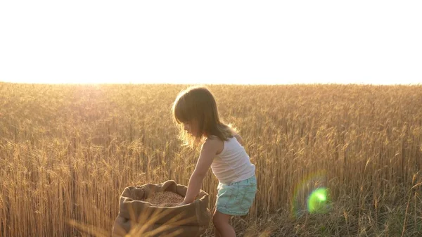 Barn med vete i handen. Baby håller korn på handflatan. en liten unge leker säd i en säck i ett vetefält. jordbruks koncept. Den lille sonen, bondedottern, spelar på fältet. — Stockfoto