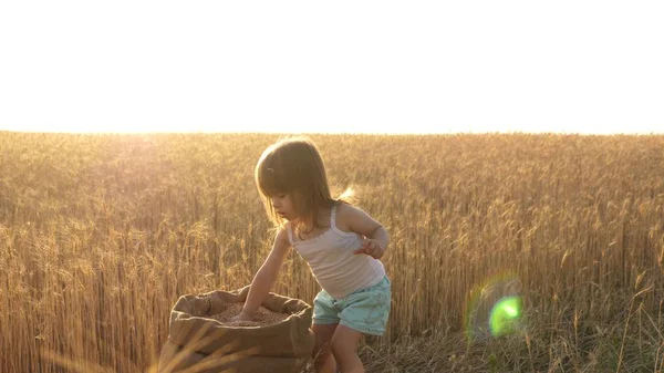 child with wheat in hand. baby holds the grain on the palm. a small kid is playing grain in a sack in a wheat field. farming concept. The little son, the farmers daughter, is playing in the field.