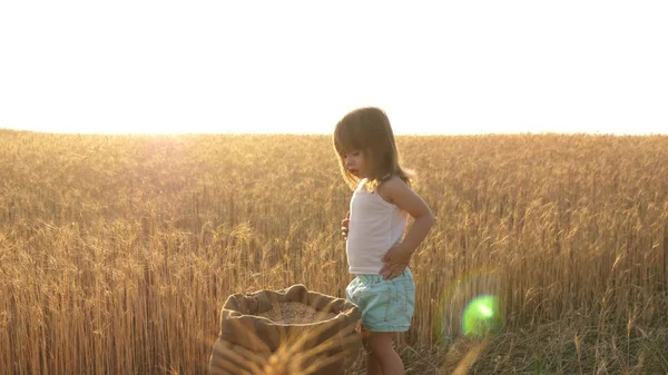 Child with wheat in hand. baby holds the grain on the palm. a small kid is playing grain in a sack in a wheat field. farming concept. The little son, the farmers daughter, is playing in the field. — Stock Photo, Image