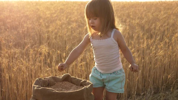 small kid is playing grain in a sack in a wheat field. farming concept. child with wheat in hand. baby holds the grain on the palm. little son, the farmers daughter, is playing in the field.