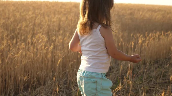 Un niño pequeño está jugando al grano en un saco en un campo de trigo. concepto de agricultura. niño con trigo en la mano. bebé sostiene el grano en la palma. hijo pequeño, la hija de los agricultores, está jugando en el campo . — Foto de Stock