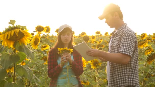 Empresária e empresário em campo planejar sua renda. agronomist estuda a colheita de um girassol. agricultor homem trabalha com tablet no campo de girassol em raios de pôr do sol. conceito de agricultura e agricultura — Vídeo de Stock