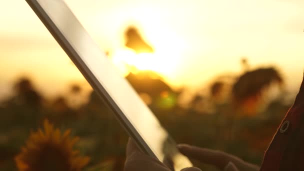 Bäuerin bei der Arbeit mit einem Tablet auf einem Sonnenblumenfeld. Nahaufnahme. Wirtschaftskorrespondenz einer Agronomin. Geschäftsfrau im Bereich Einkommensplanung. Bewirtschaftungskonzept. — Stockvideo