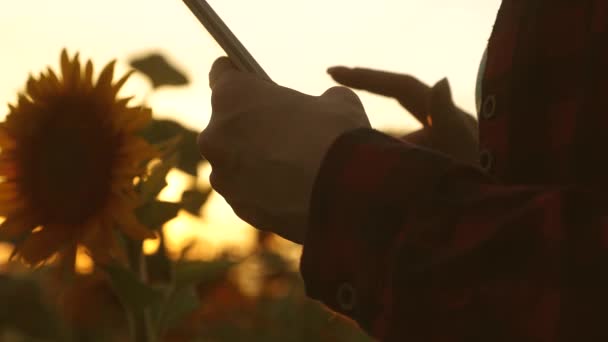 Руки ділової жінки друкуються на екрані планшета в області соняшнику в променях заходу сонця. крупний план. фермерська дівчина працює з планшетом на соняшниковому полі. жіноче агрономічне ділове листування — стокове відео