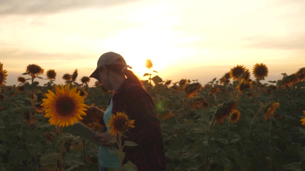 Vrouwelijke agronoom bestudeert de bloei van een zonnebloem. zakenvrouw in veld planning van hun inkomen. boer meisje werken met Tablet in zonnebloem veld inspecteert bloeiende zonnebloemen. landbouw concept — Stockvideo