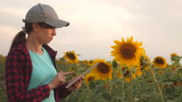 Mujer de negocios analiza las ganancias en el campo. campesina que trabaja con una tableta en un campo de girasol a la luz del atardecer. Agrónomo estudia cosecha de girasol. concepto de agricultura y agricultura . — Vídeo de stock