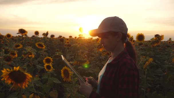 Bonde kvinna som arbetar med en tablett i ett solrosfält i solnedgången ljuset. Agronomist studerar skörden av solrosor. Jordbruks-och jordbruks begreppet. affärskvinna analyserar vinst. — Stockvideo