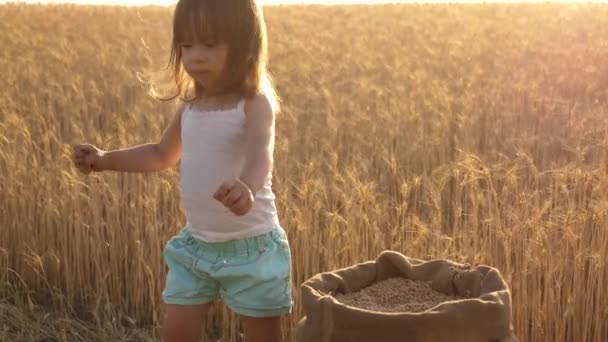Kind met tarwe in de hand. baby houdt het graan op de Palm. een klein kind speelt graan in een zak in een tarwe veld. landbouw concept. De kleine zoon, de boerendochter, speelt in het veld. — Stockvideo
