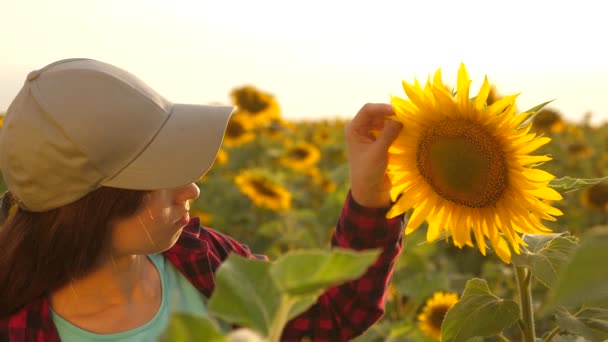 Mujer agricultora que trabaja con la tableta en el campo de girasol inspecciona girasoles en flor. agrónoma femenina está estudiando la floración de un girasol. empresaria en el campo la planificación de sus ingresos. concepto de agricultura — Vídeos de Stock