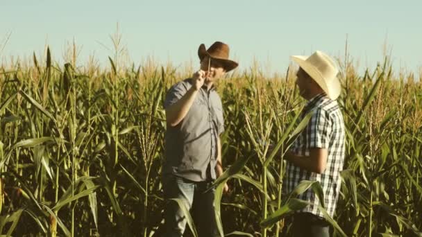 Een boer en een agronoom inspecteren een bloeiende veld en maïs Cobs. Het concept van agrarische activiteiten. Zakenman met Tablet controleert de maïs Cobs. Werk als zakenman in de landbouw. — Stockvideo