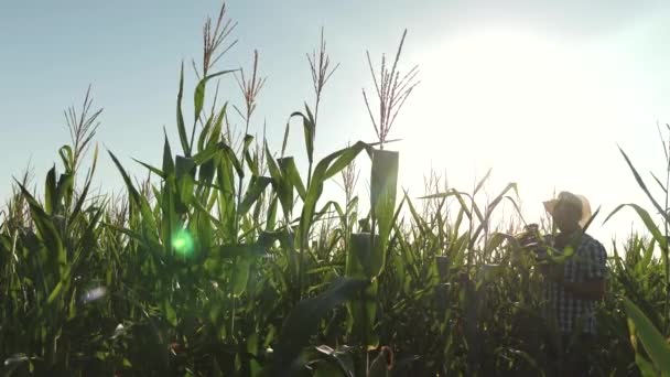 Business man from a tablet checks corn cobs. farmer, an agronomist working in the field, inspect ripening corn cobs. The concept of agricultural business. businessman working in agriculture. — Stock Video