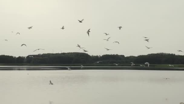 Una bandada de gaviotas sobrevolando el lago. Las aves vuelan sobre el agua. Movimiento lento . — Vídeos de Stock