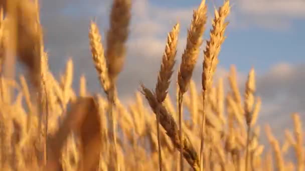 Campo de trigo maduro contra el cielo azul. Espiguillas de trigo con grano sacude el viento. cosecha de grano madura en verano. concepto de negocio agrícola. trigo respetuoso del medio ambiente — Vídeo de stock